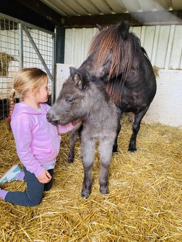 shetlander merrieveulen / kinderpony, Jument, Poney A (jusqu'à 1.17 m), Vermifugé, 0 à 2 ans