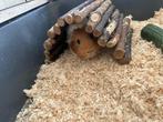 Cochon d’inde (femelle), Dieren en Toebehoren, Juni, Vrouwelijk, Cavia