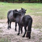 Pony en mini-paardje te koop, Dieren en Toebehoren, Pony's, Ruin