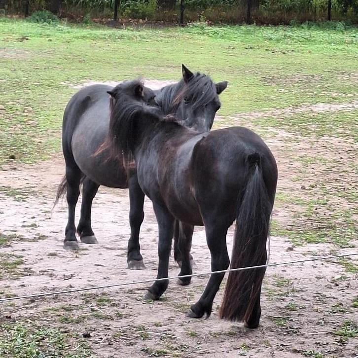 Pony en mini-paardje te koop, Dieren en Toebehoren, Pony's, Ruin