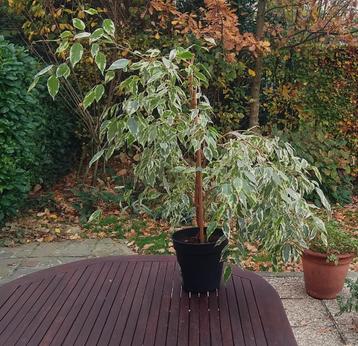 Weelderige Ficus benjamina (treurvijg), echte plant beschikbaar voor biedingen