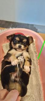 Chihuahua pups, Dieren en Toebehoren, België, Fokker | Hobbymatig, CDV (hondenziekte), 8 tot 15 weken