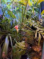 paludarium terrarium, Dieren en Toebehoren