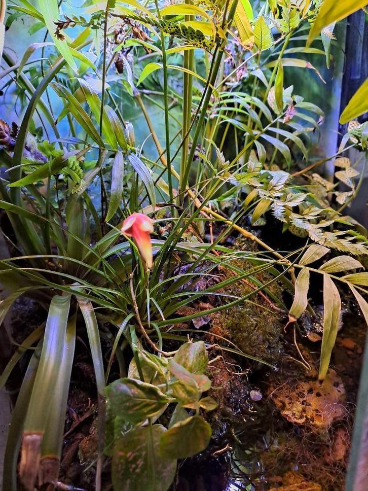 paludarium terrarium, Dieren en Toebehoren, Reptielen en Amfibieën