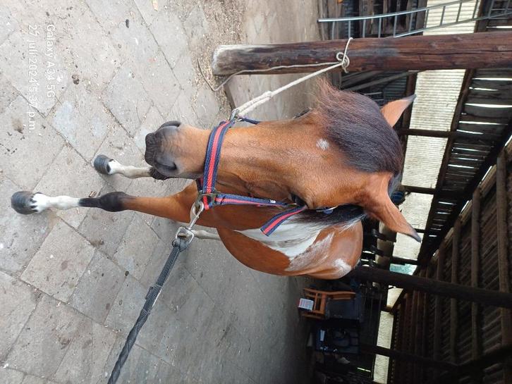 Bereden/aangespannen bonte B-pony merrie, Dieren en Toebehoren, Pony's, Merrie, B, B pony (1.17m tot 1.27m), Springpony, 3 tot 6 jaar