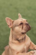 Franse Bulldog dekreu, 3 à 5 ans, Chien (mâle), Hépatite contagieuse (maladie de Rubarth), Belgique