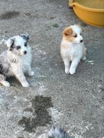 Bordercollie pups, België, CDV (hondenziekte), 8 tot 15 weken, Meerdere