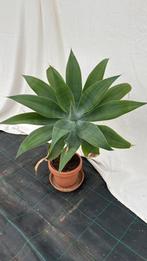 Aloë, Ophalen, Overige soorten, Halfschaduw, In pot