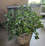 Grote Crassula Ovata vetplant, Ophalen, Vetplant