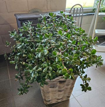 Grote Crassula Ovata vetplant beschikbaar voor biedingen