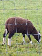 Rammen en ooien te koop, Dieren en Toebehoren, Schapen, Geiten en Varkens, Meerdere dieren, Schaap, 0 tot 2 jaar