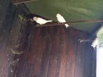 Canaris blanc récessif, Dieren en Toebehoren, Vogels | Kanaries