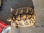 0.0.4 testudo hermanni hercegovinensis nk '23, Dieren en Toebehoren, Schildpad, 3 tot 6 jaar