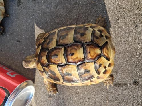 0.0.4 testudo hermanni hercegovinensis nk '23, Dieren en Toebehoren, Reptielen en Amfibieën, Schildpad, 3 tot 6 jaar