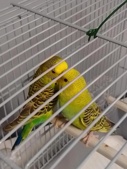 JONGE grasparkietjes van 2025  met of zonder KOOI, Dieren en Toebehoren, Vogels | Parkieten en Papegaaien, Parkiet, Meerdere dieren