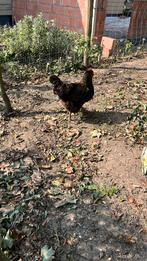 Legkippen 5 euro, Dieren en Toebehoren, Pluimvee