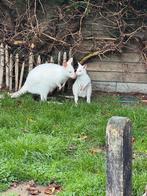 Man Albino, Dieren en Toebehoren, Schapen, Geiten en Varkens
