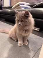 Britse langhaar, Dieren en Toebehoren, Katten en Kittens | Raskatten | Langhaar, Kater, Gechipt, 0 tot 2 jaar
