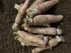 Witloofwortelen, Ophalen