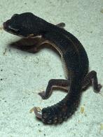 Black night luipaardgekko duo 0.0.2, Hagedis, Tam, 0 tot 2 jaar
