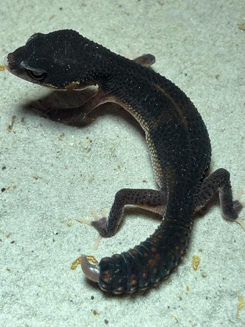 Black night luipaardgekko duo 0.0.2, Dieren en Toebehoren, Reptielen en Amfibieën, Hagedis, 0 tot 2 jaar, Tam