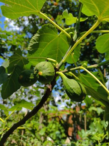 Vijgenbomen  beschikbaar voor biedingen