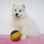 Samojeed - Belgisch pups te koop, Dieren en Toebehoren, Honden | Poolhonden, Keeshonden en Oertypen, CDV (hondenziekte), Meerdere