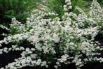 Deutzia rosea (bruidsbloem), Jardin & Terrasse, Plantes | Arbustes & Haies, 100 à 250 cm, Enlèvement, Autres espèces, Arbuste
