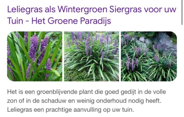 Liriope ook lelie gras genoemd, Tuin en Terras, Planten | Tuinplanten, Ophalen