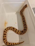 Haakneus Extreme red conda & superconda, Dieren en Toebehoren, Reptielen en Amfibieën, Slang, Tam, 0 tot 2 jaar