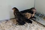 Antwerpse baardkrielen, Dieren en Toebehoren, Pluimvee, Meerdere dieren, Kip