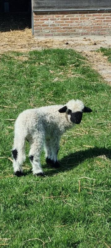 Walliser schwarznase, Mannelijk, Schaap, 0 tot 2 jaar