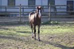 Quarter Horse hengstveulen – AQHA geregistreerd, Dieren en Toebehoren, Paarden, Minder dan 160 cm, Gechipt, 0 tot 2 jaar, Hengst