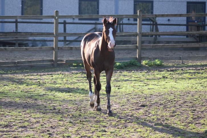 Quarter Horse hengstveulen – AQHA geregistreerd, Dieren en Toebehoren, Paarden, Hengst, Onbeleerd, Minder dan 160 cm, 0 tot 2 jaar