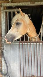 haflinger, Animaux & Accessoires, Chevaux, Débourré, Moins de 160 cm, 3 à 6 ans, Hongre