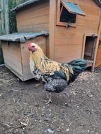 Haan, Dieren en Toebehoren, Pluimvee