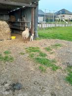 Schapen, Dieren en Toebehoren, Schapen, Geiten en Varkens