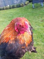 Brahma patrijs van 2025, Dieren en Toebehoren, Pluimvee, Meerdere dieren, Kip