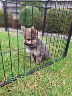 Mooie Pomeriaan/Dwergkees, laatste puppy reutje, Dieren en Toebehoren, België, Fokker | Hobbymatig, Overige rassen, CDV (hondenziekte)