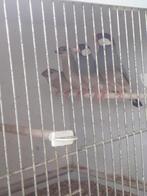 Rijstvogels, Dieren en Toebehoren, Vogels | Overige Vogels
