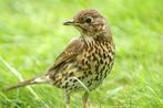 Zanglijster pop, Dieren en Toebehoren, Vrouwelijk, Geringd, Wildzangvogel