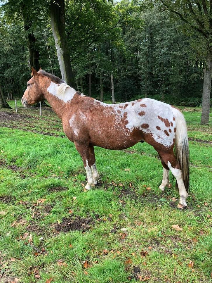 Appaloosa, Dieren en Toebehoren, Paarden, Hengst, Onbeleerd, Minder dan 160 cm, 3 tot 6 jaar, Westernpaard, Gechipt, Ontwormd