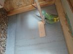 Koppel peruchen, Dieren en Toebehoren, Vogels | Parkieten en Papegaaien