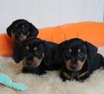 Teckel pups Black & tan (korthaar), Dieren en Toebehoren, België, Reu, CDV (hondenziekte), 8 tot 15 weken