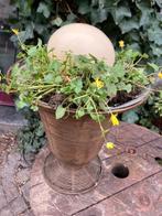 STRUISVOGELEI 16 CM OP 12 CM, Ophalen of Verzenden, Schelp(en)