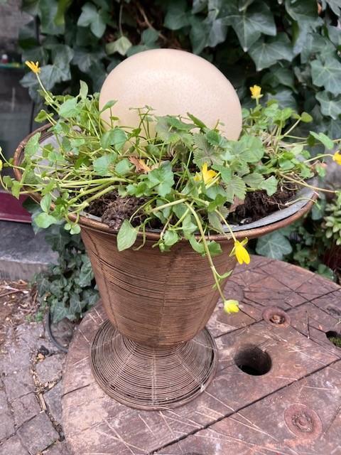 STRUISVOGELEI 16 CM OP 12 CM, Verzamelen, Mineralen en Fossielen, Schelp(en), Ophalen of Verzenden