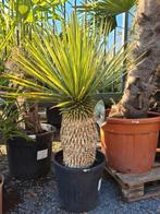Yucca Rostrata, Tuin en Terras, Planten | Tuinplanten, Ophalen