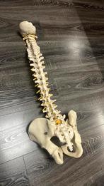 Colonne vertébrale flexible, Ophalen of Verzenden, Gebruikt, Overige typen