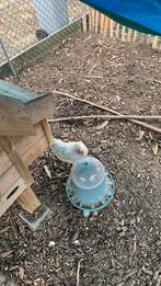 Wyandotte krielhennen, Dieren en Toebehoren, Pluimvee, Kip