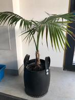 Palm in rubberen cachepot., Tuin en Terras, Planten | Tuinplanten, Ophalen